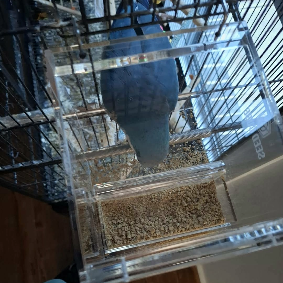 Seed Cube feeding problem visual