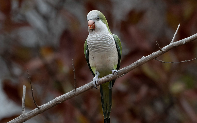 Quaker parrot feeding in a Seed Cube no-mess feeder