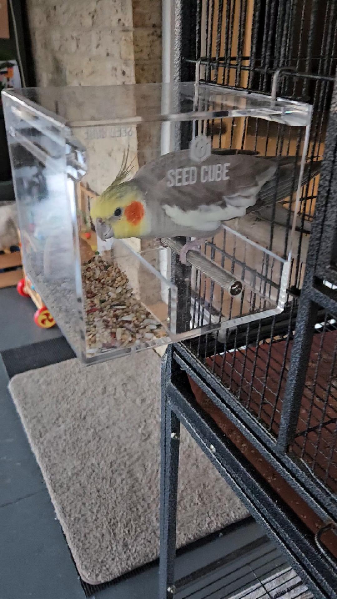 Customer bird using a Seed Cube