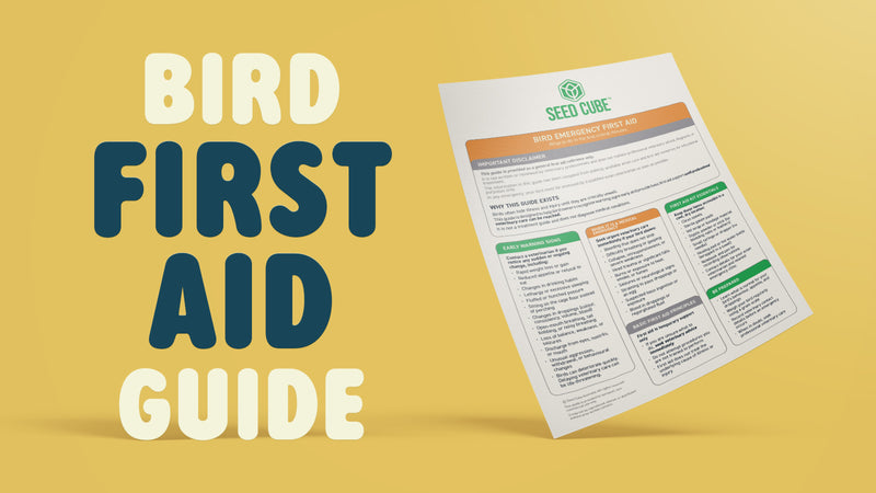 Bird First Aid Guide