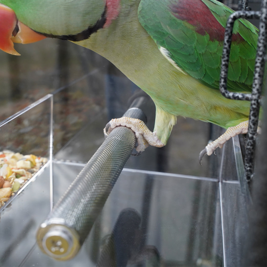 Customer bird using a Large Seed Cube