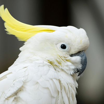 Sulphur Crested Cockatoo