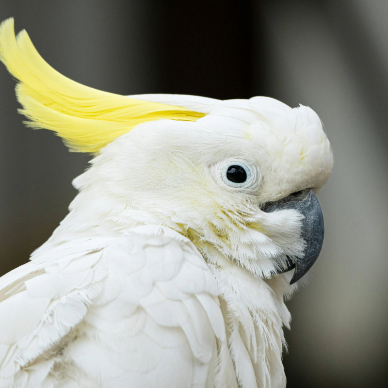 Sulphur-crested Cockatoo