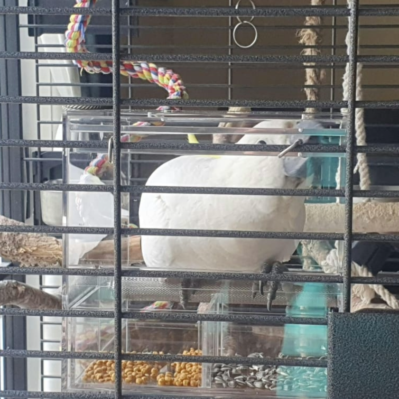 Sulphur-crested cockatoo portrait, a large parrot suited to the Seed Cube no-mess feeder