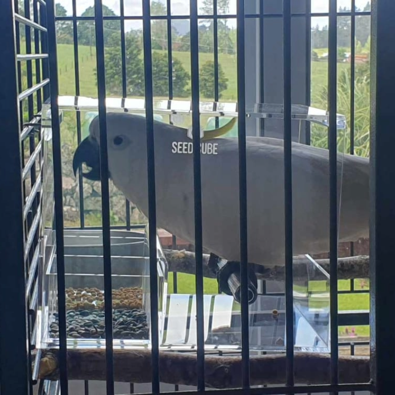 Sulphur-crested cockatoo, a large parrot matched to the large Seed Cube no-mess feeder