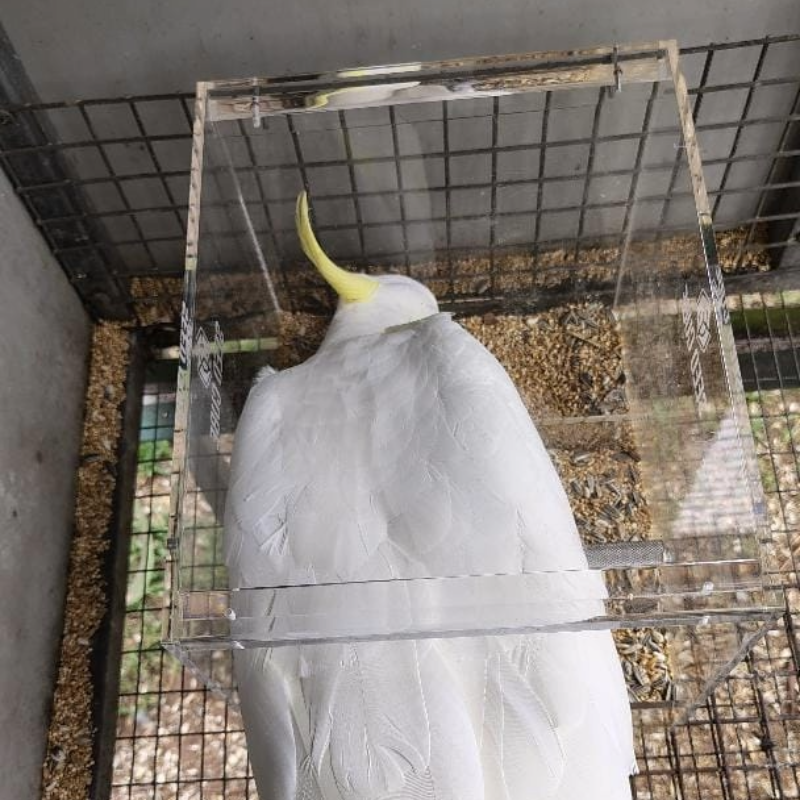 Perched sulphur-crested cockatoo, sized for the large Seed Cube no-mess feeder