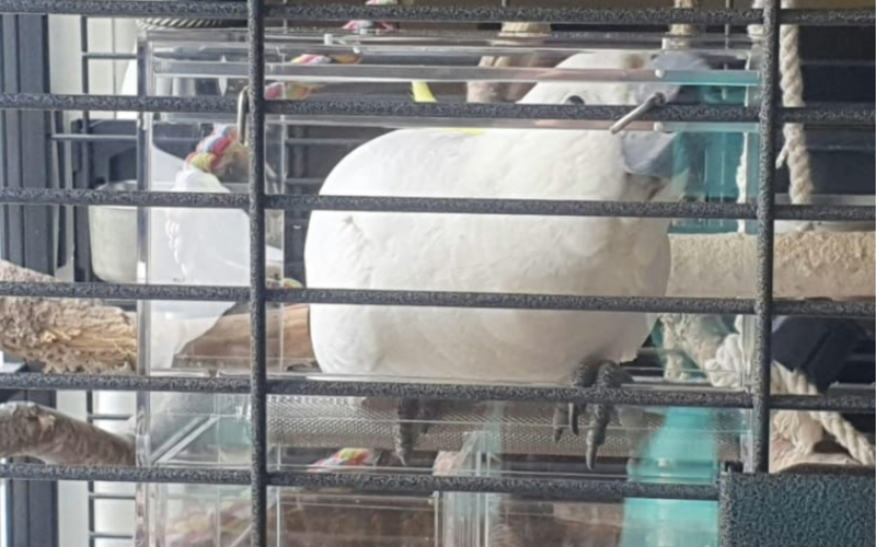 Sulphur-crested cockatoo feeding front-on from a large Seed Cube no-mess feeder