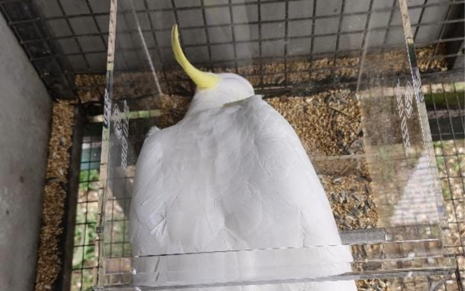 Seed Cube feeding problem visual