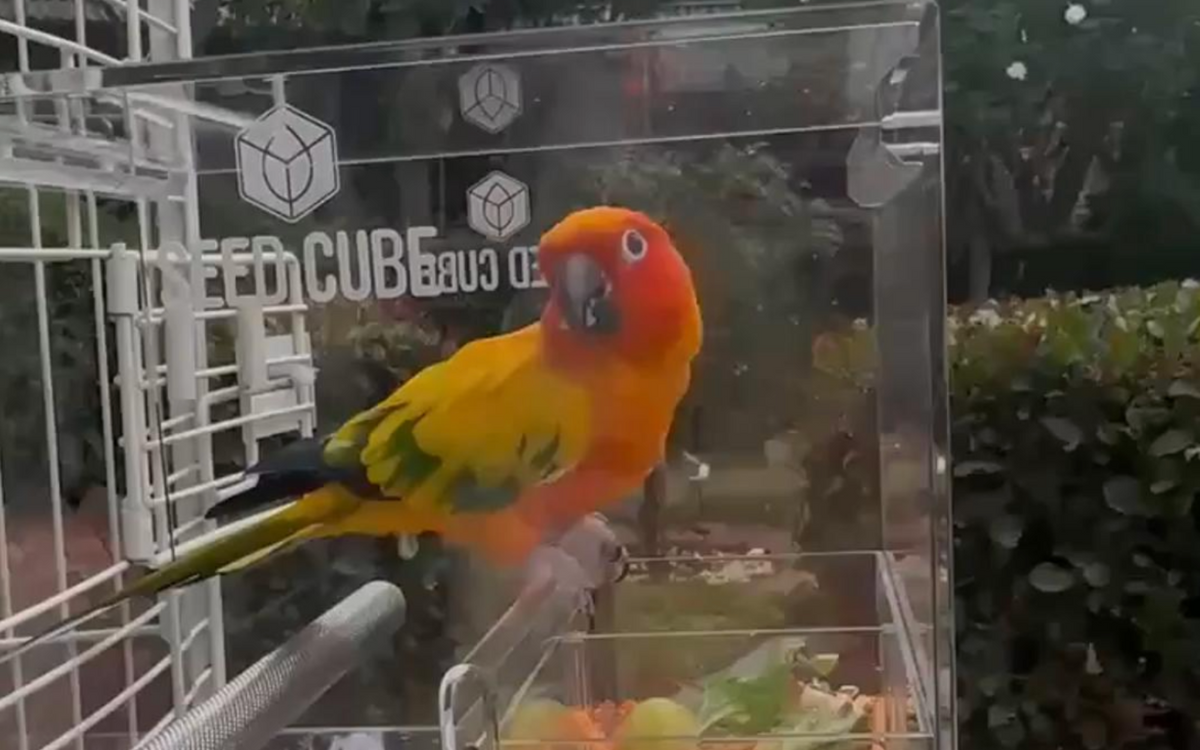 Customer bird using a Seed Cube