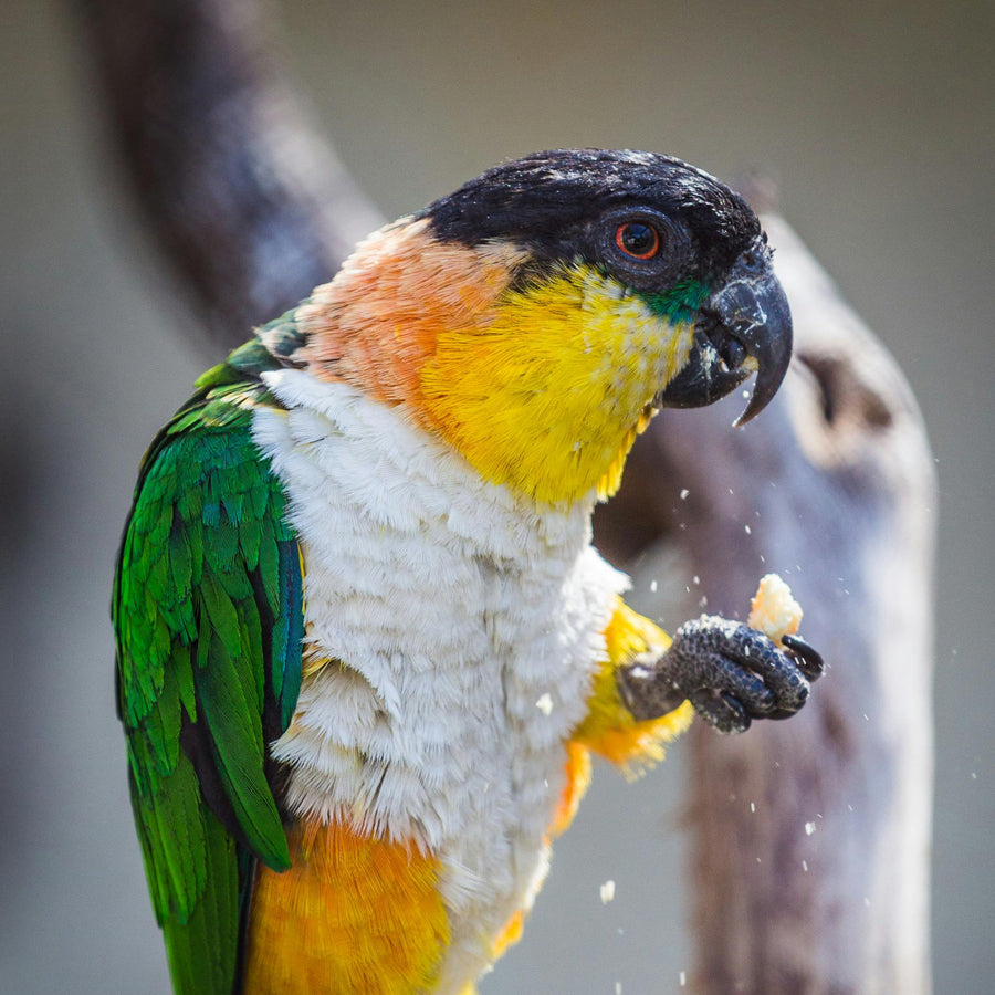 Caique perched, a good fit for a Seed Cube no-mess feeder
