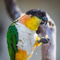 Caique