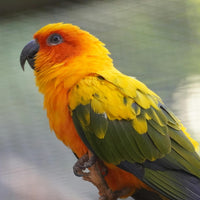 Conure