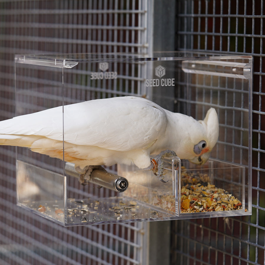 Corella close up, the cockatoo suited to a Large Seed Cube corella feeder