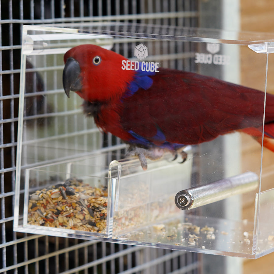 Customer bird using a Large Seed Cube