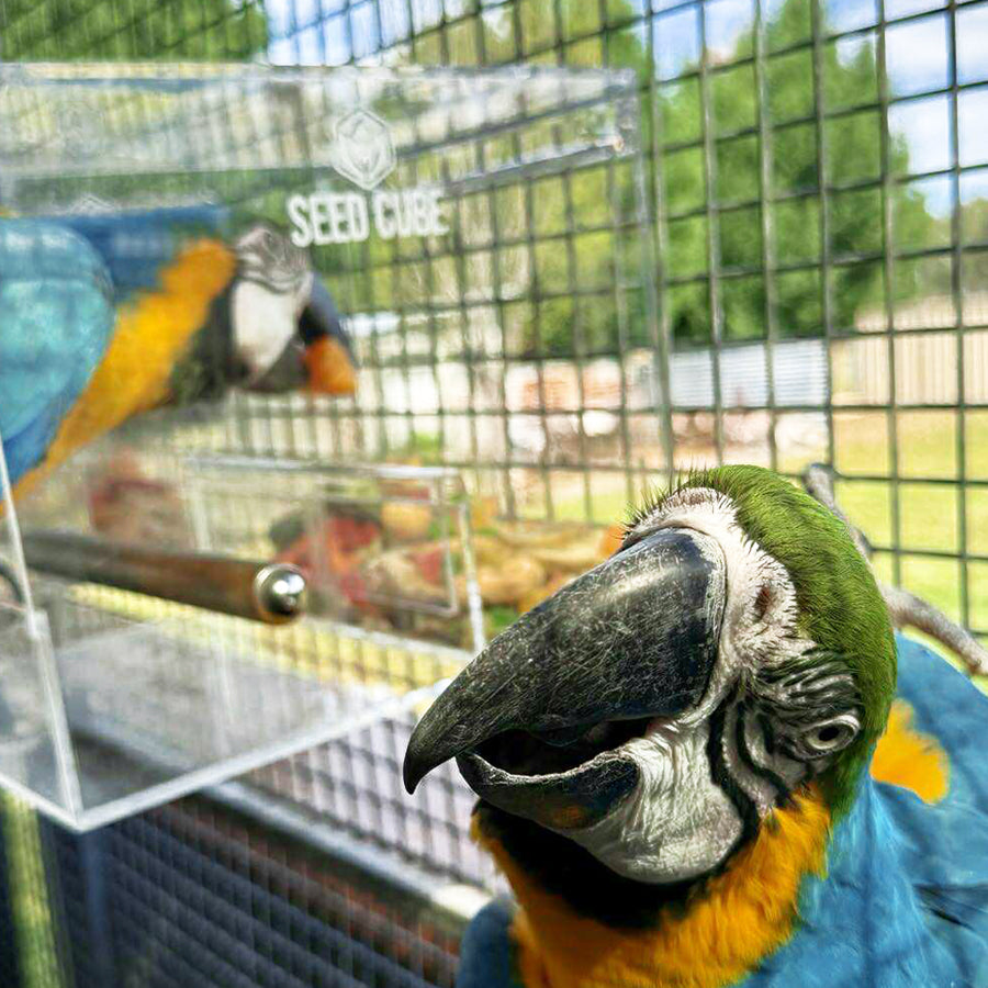 Customer bird using a Large Seed Cube