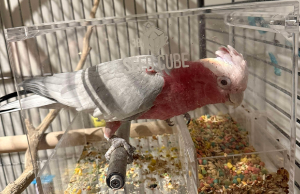 Customer bird using a Large Seed Cube