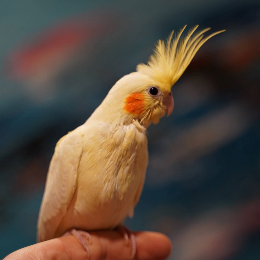 Cockatiel