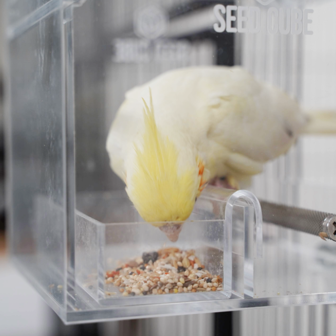 Seed Cube feeding problem visual