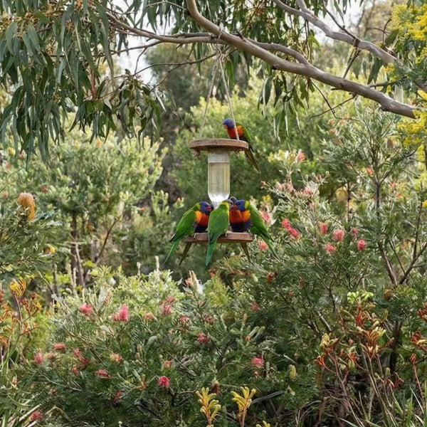 Hanging wild bird feeder in an Australian native garden with rainbow lorikeets feeding among grevillea