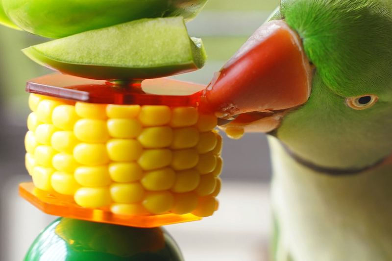 Alexandrine parrot eating corn from a Seed Cube foraging toy, alexandrine diet guide