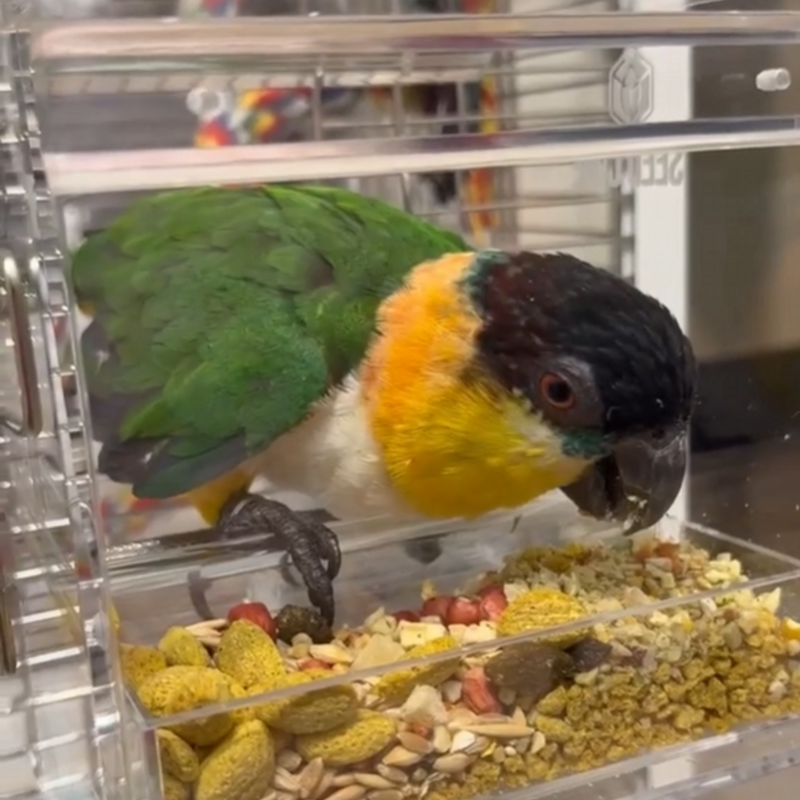 Black-headed caique eating from a Small Seed Cube no-mess feeder mounted on its cage