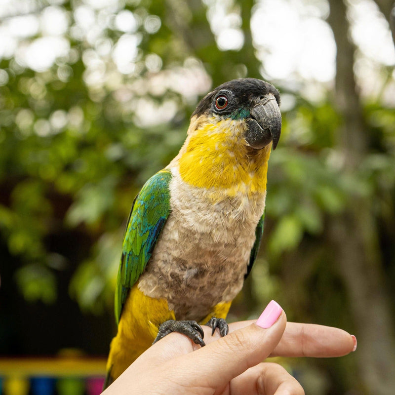 Black-headed caique perched on a hand, what to feed a caique diet guide