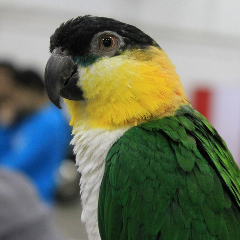 Black-headed caique close-up, sized for the Small Seed Cube no-mess feeder