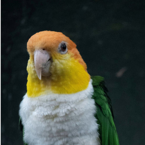 Species hero image