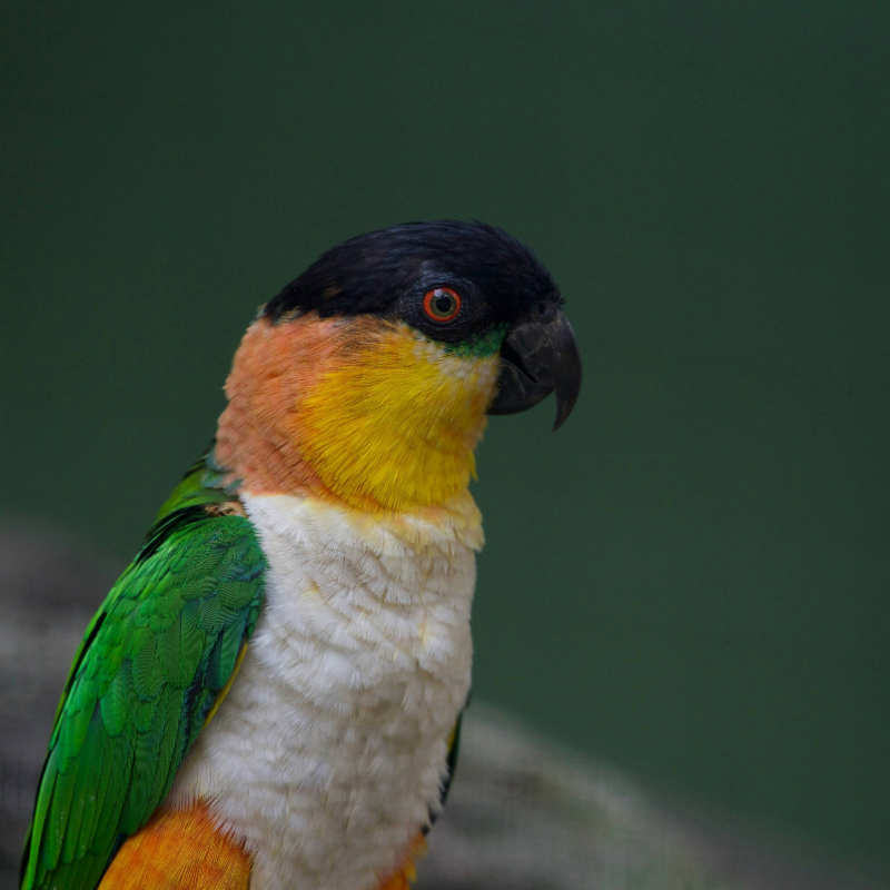Caique portrait, suited to a Seed Cube no-mess feeder