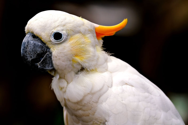 Citron-crested cockatoo portrait, a large parrot suited to the large Seed Cube feeder