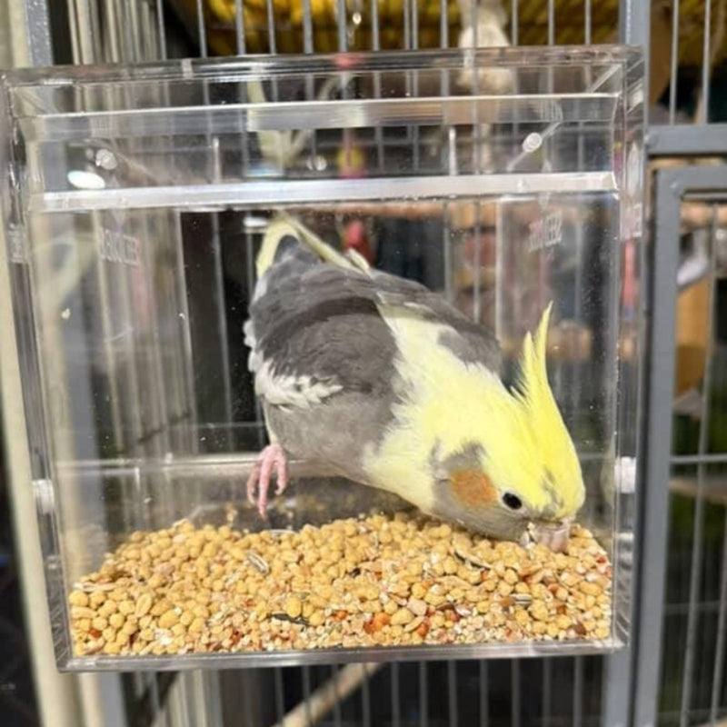 Cockatiel eating seed inside a Small Seed Cube no-mess feeder