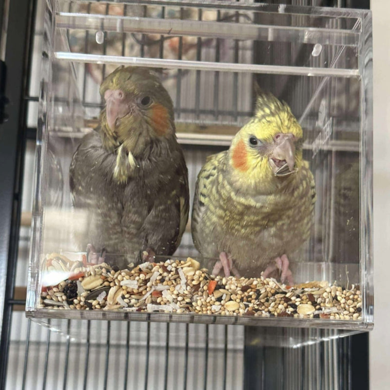 Two cockatiels feeding in a Small Seed Cube, what to feed a cockatiel diet guide