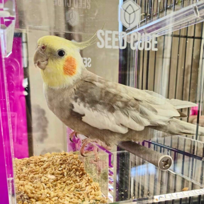 Cockatiel perched at a Small Seed Cube no-mess feeder, cockatiel feeder size guide