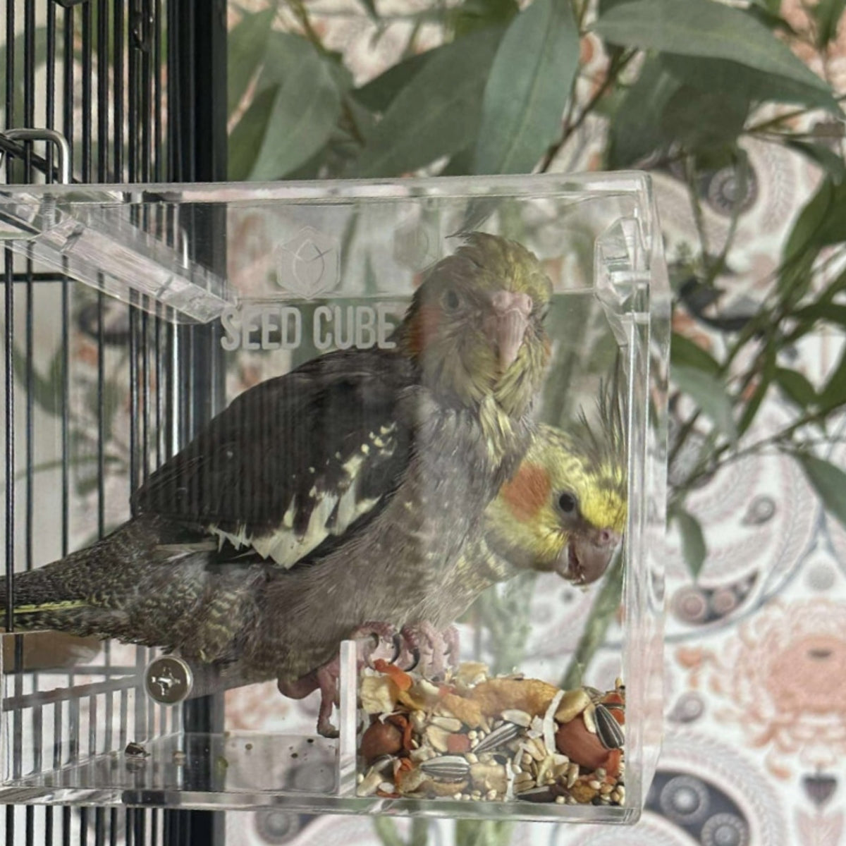 Cockatiel feeding in a Small Seed Cube no-mess feeder beside aviary foliage