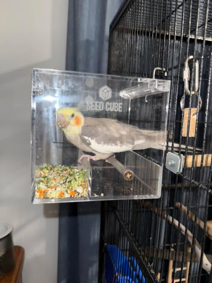 Customer bird using a Small Seed Cube