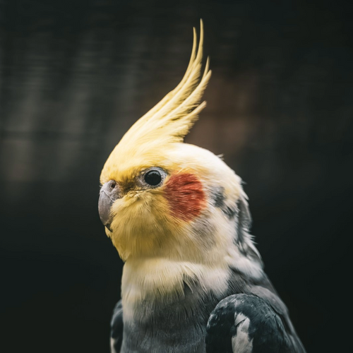 Species hero image