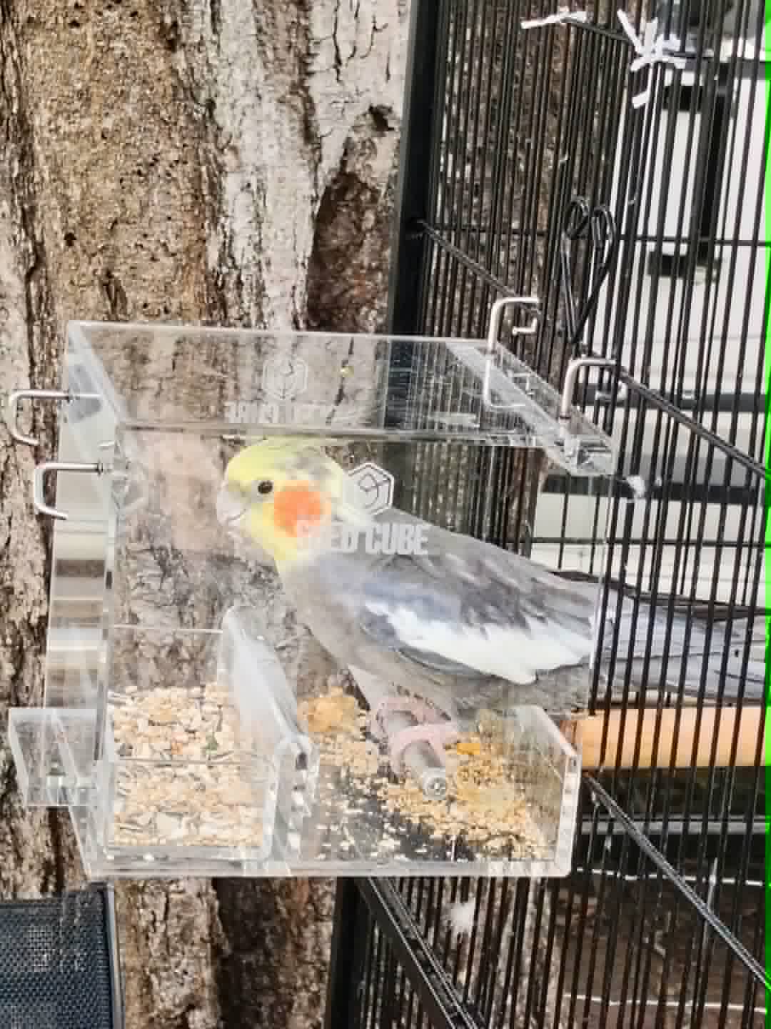 Customer bird using a Small Seed Cube