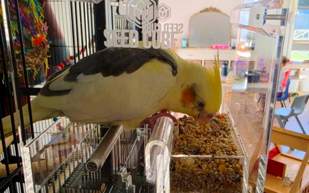 Cockatiel feeding setup using a Small Seed Cube no-mess feeder