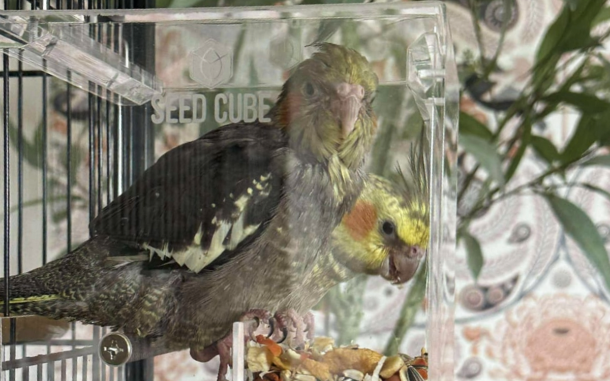 Customer bird using a Seed Cube