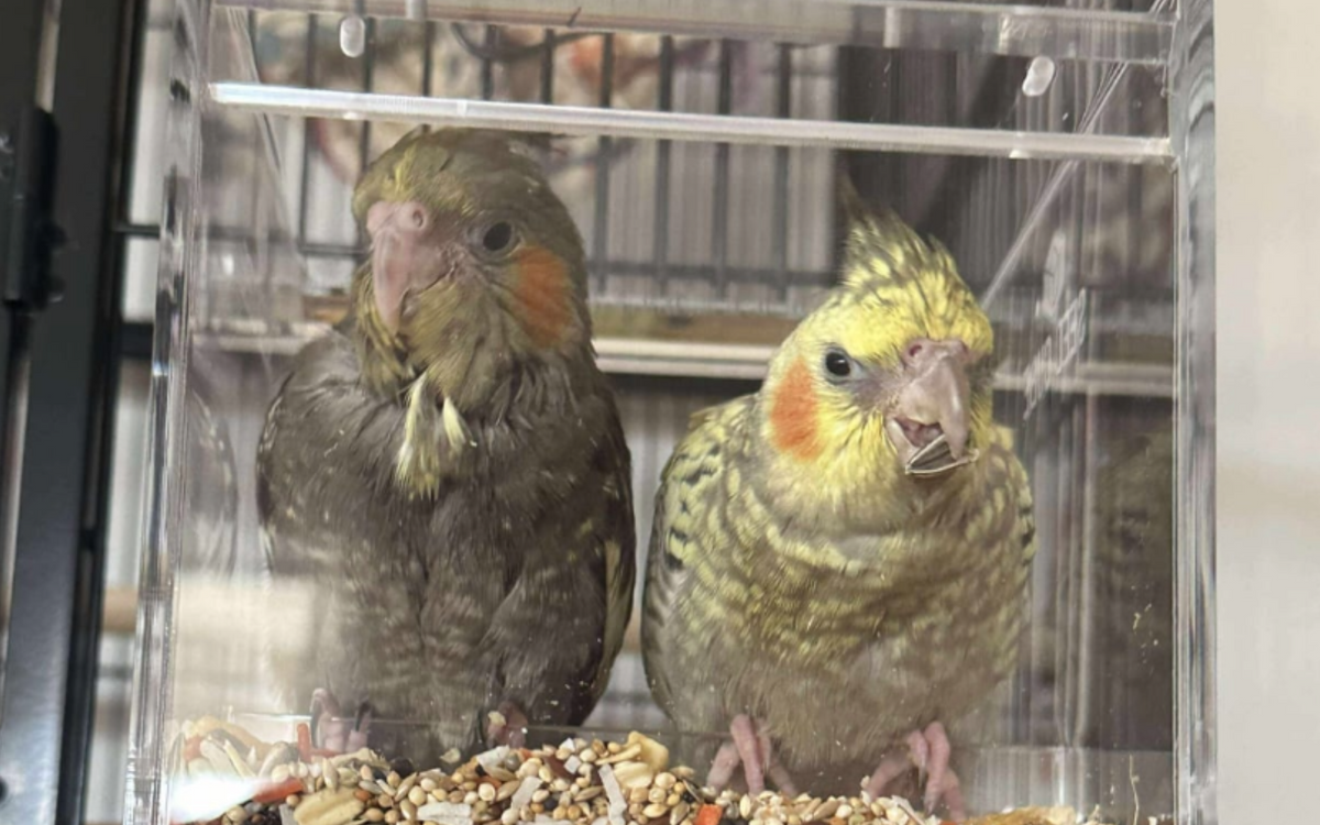 Customer bird using a Seed Cube
