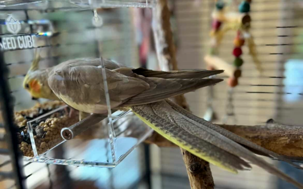 Customer bird using a Seed Cube