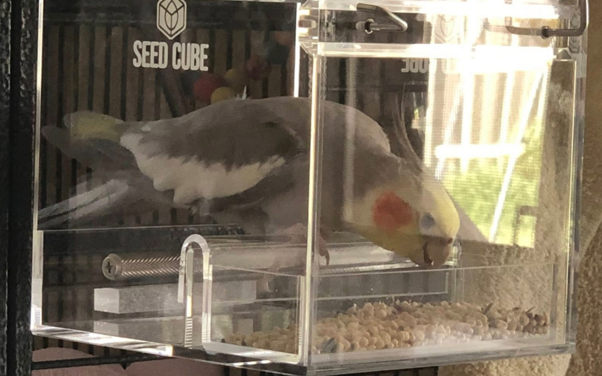 Customer bird using a Seed Cube