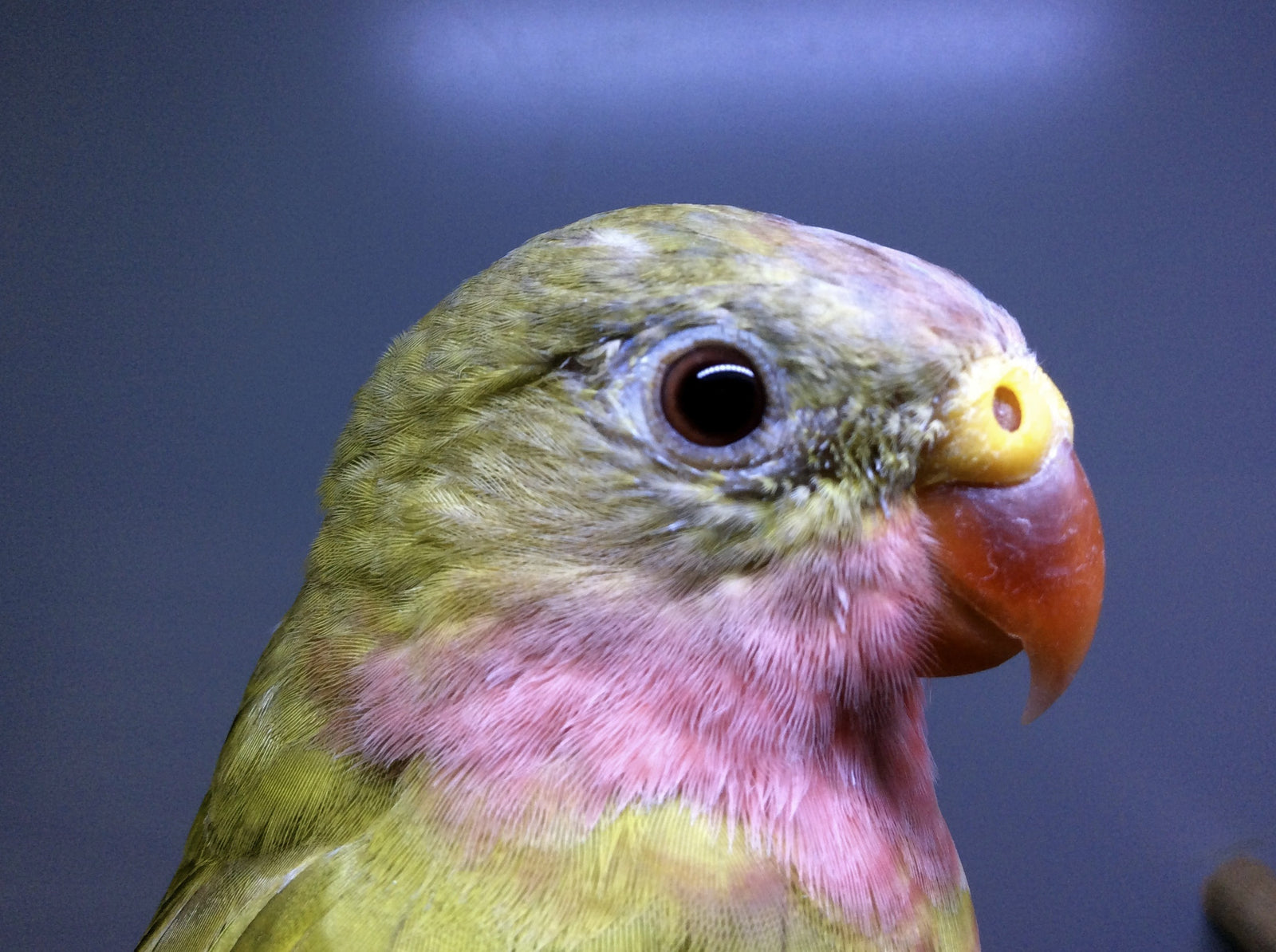 Princess parrot perched on a branch, a small Australian parrot suited to a Small Seed Cube no-mess feeder
