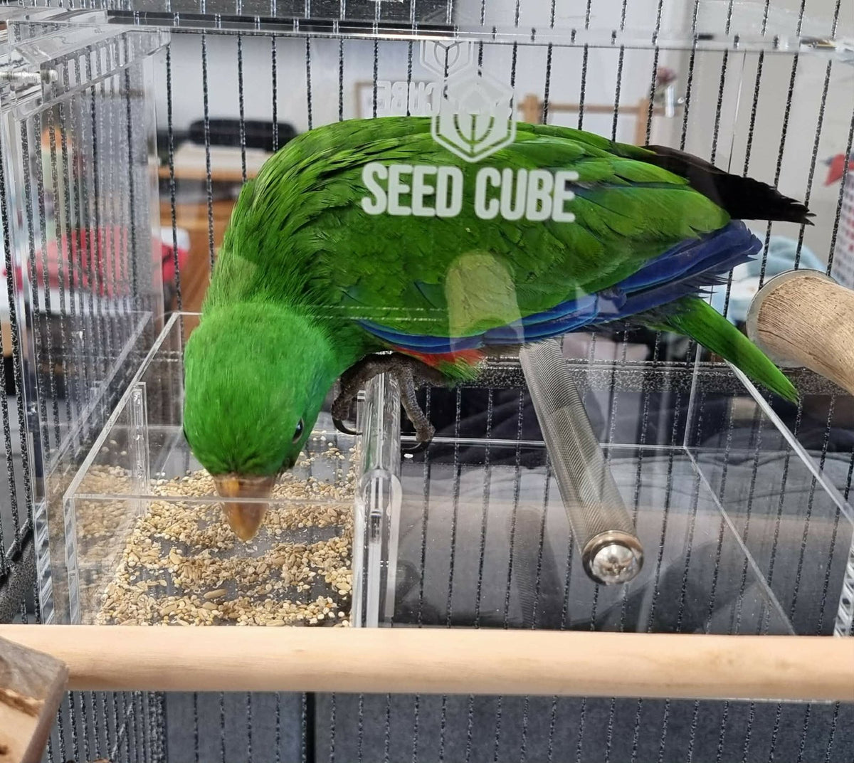 Eclectus parrot, suited to a Large Seed Cube no-mess feeder