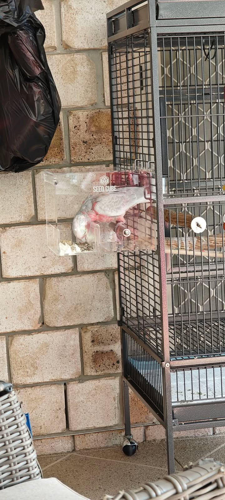 Galah feeding from a Seed Cube feeder, galah diet guide