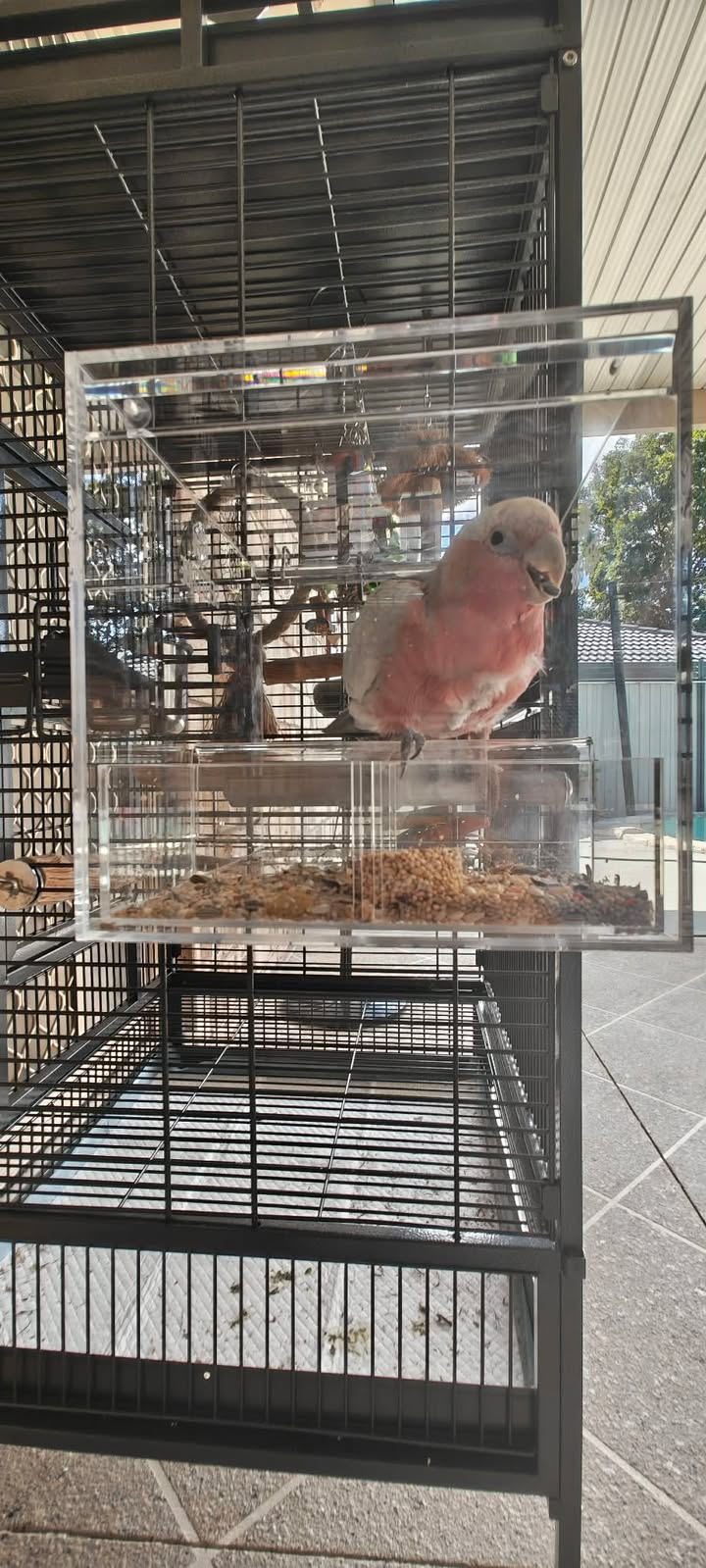 Seed Cube feeding problem visual