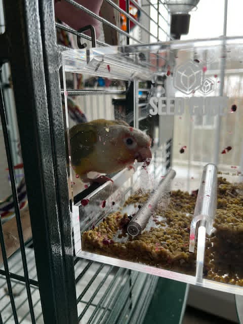 Customer bird using a Small Seed Cube