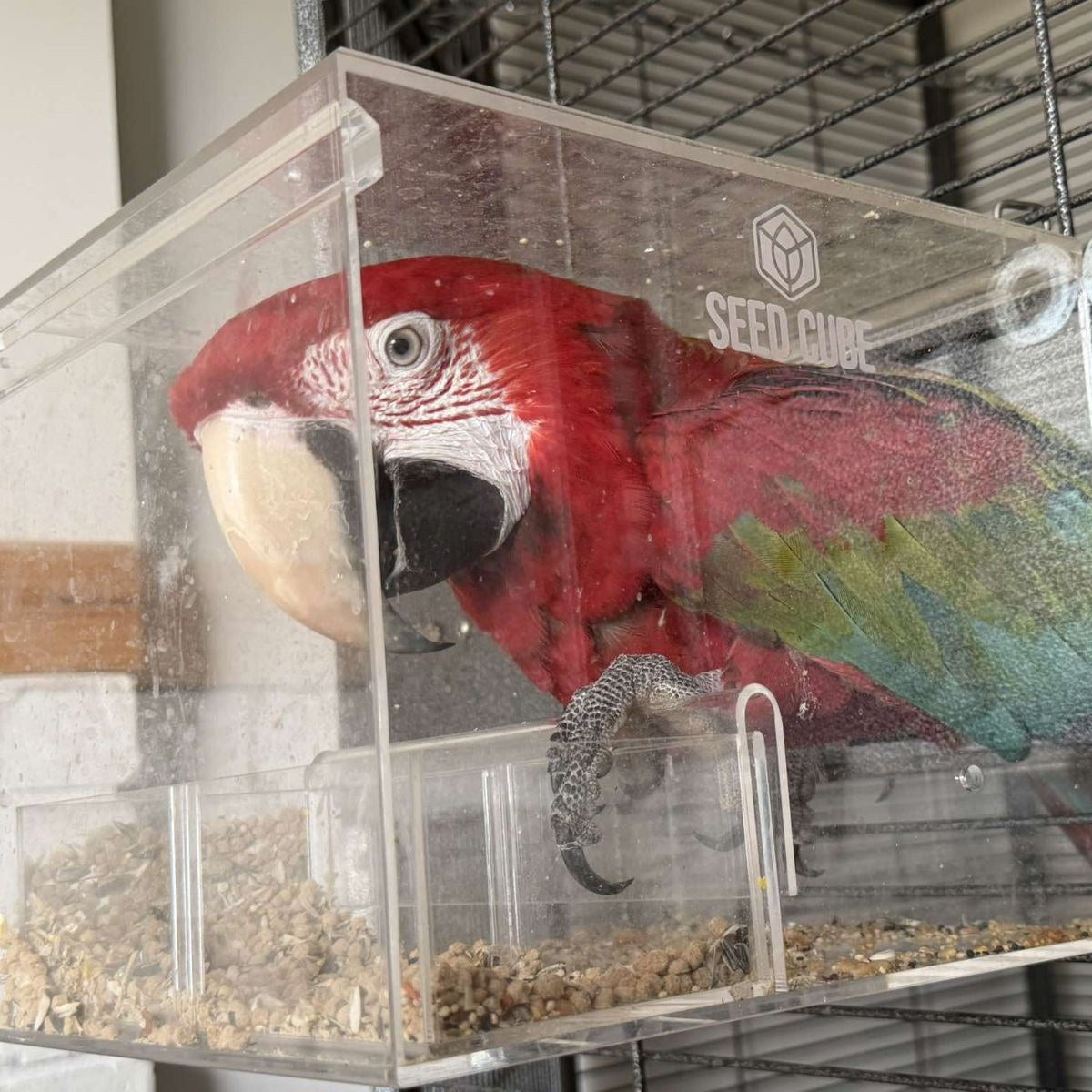 Green-winged macaw using a Seed Cube no-mess feeder