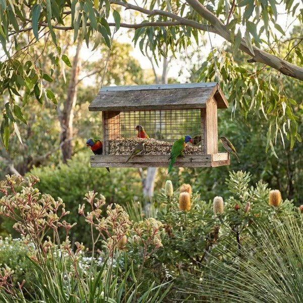 Wooden wire-mesh bird feeder hanging in a eucalyptus garden with rainbow lorikeets and an eastern rosella feeding