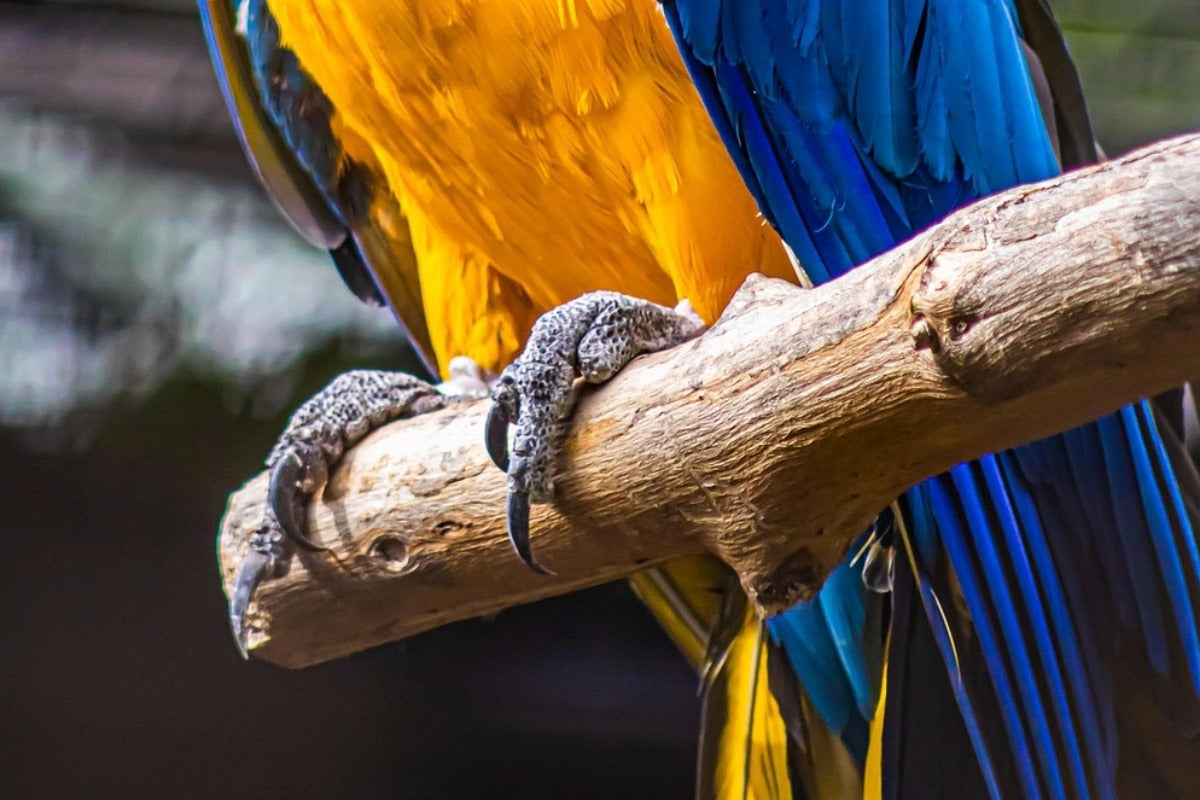 Close view of a macaw's bare, unfeathered feet gripping a branch
